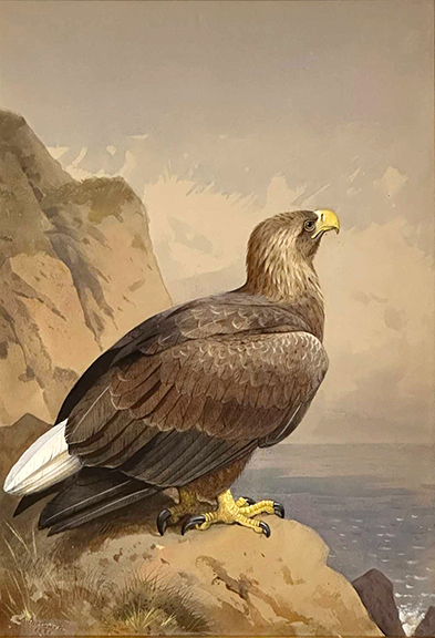 Sea Eagle, 1883, by Scottish artist Archibald Thorburn (1860-1935), gouache on paper, 21½