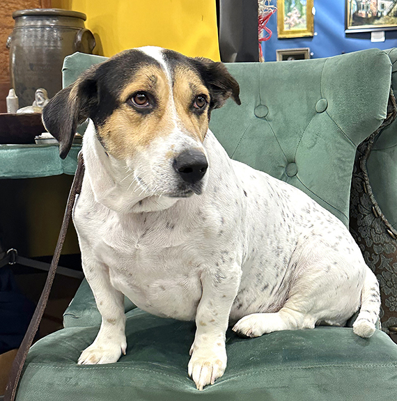 Six-year-old Miss Pepper, a basset hound mix, found a comfortable perch from which to watch the goings on at Fiddlers. She often travels with Robert Adams and has been to seven states.
