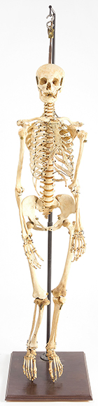No sale of the esoteric would be complete without a full human skeleton. This 63½