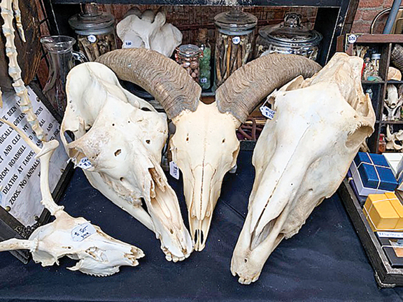 No animals died for his purposes, said Joey Williams, owner of Nature’s Oddities, Oklahoma. His skulls ranged from a deer’s for $50 to a mule’s for $250 and a ram’s for $350. Jawbones of bison and cattle were $20 each.