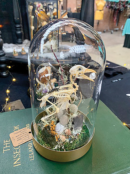 This articulated skeleton of a yellow-vented bulbul bird is perched in a “fantastical” environment created by Jess Ellis of Denver-based Atropos Curios. She is inspired by the curiosity assemblages of Victorian naturalists, she said, and calls her settings of insects, butterflies, and birds Curioscapes. This one was tagged $415, and it sold.