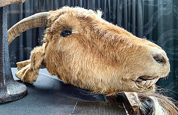 Amidst numerous skulls was this taxidermied goat’s head in the Deadskull Curio booth. It carried a price tag of $300 and was an example of what vendor Dea Oganesian called the “gorgeous” preservation of select species.