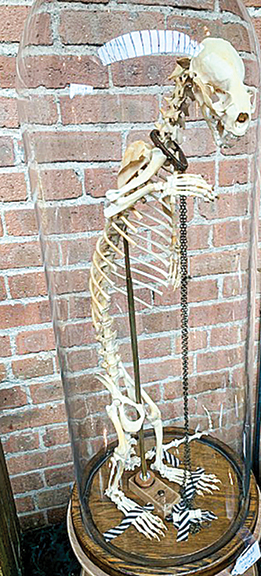 Artist Erik Cooper articulated this otter skeleton that was featured by Deirdre Hartman of Memento Mori, Los Angeles. Tagged $1200, it wears an aged leather collar and is housed in an antique glass dome.