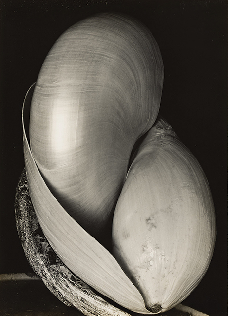 Edward Weston, Shells, silver print, 1927, printed 1940s. Estimate $70,000 to $100,000. At auction October 5.